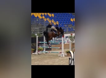 Belga, Castrone, 9 Anni, 170 cm, Baio