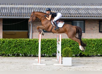 Belga, Castrone, 9 Anni, 171 cm, Sauro