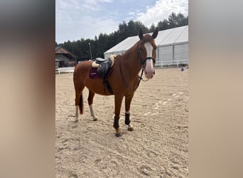 Belga, Castrone, 9 Anni, 172 cm, Sauro