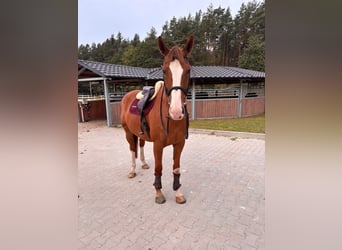 Belga, Castrone, 9 Anni, 172 cm, Sauro