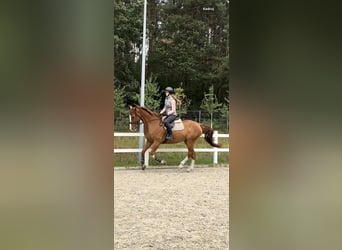 Belga, Castrone, 9 Anni, 172 cm, Sauro