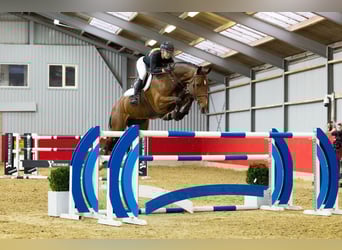 Belga, Castrone, 9 Anni, 174 cm, Baio