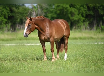 Belga da Tiro Mix, Castrone, 10 Anni, Sauro ciliegia