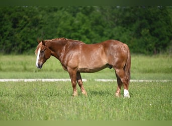 Belga da Tiro Mix, Castrone, 10 Anni, Sauro ciliegia