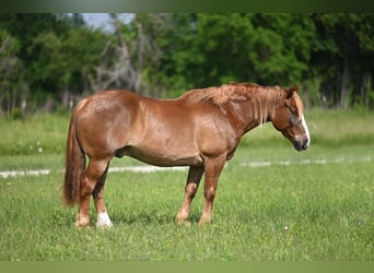 Belga da Tiro Mix, Castrone, 10 Anni, Sauro ciliegia