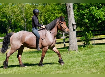 Belga da Tiro Mix, Castrone, 11 Anni, Roano rosso