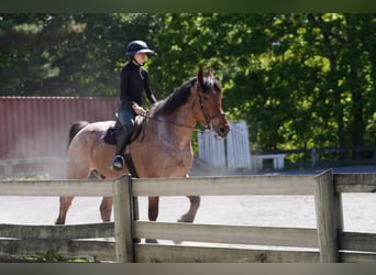 Belga da Tiro Mix, Castrone, 11 Anni, Roano rosso