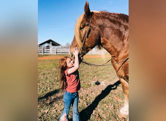 Belga da Tiro, Castrone, 12 Anni, 178 cm, Sauro ciliegia