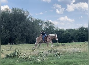 Belga da Tiro, Castrone, 13 Anni, 157 cm, Sauro ciliegia