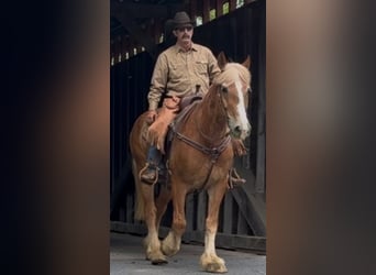 Belga da Tiro, Castrone, 13 Anni, 163 cm, Sauro ciliegia