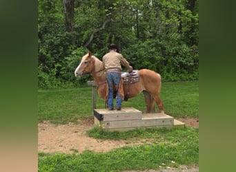 Belga da Tiro, Castrone, 13 Anni, 163 cm, Sauro ciliegia