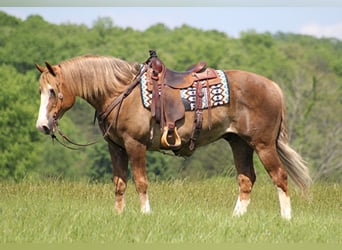 Belga da Tiro, Castrone, 14 Anni, 163 cm, Sauro ciliegia