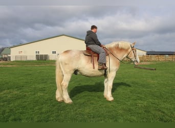 Belga da Tiro, Castrone, 15 Anni, Roano rosso