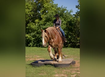 Belga da Tiro, Castrone, 17 Anni, Roano rosso