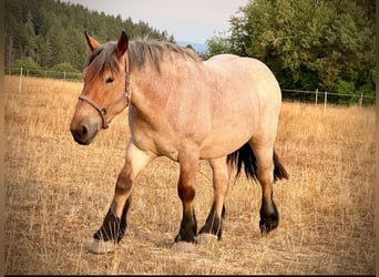 Belga da Tiro, Castrone, 3 Anni, 150 cm, Grigio rossastro
