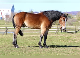 Belga da Tiro Mix, Castrone, 4 Anni, 163 cm, Baio ciliegia