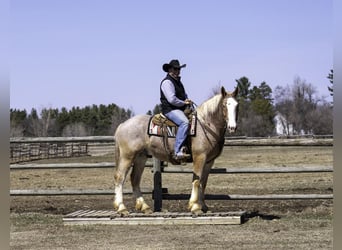 Belga da Tiro, Castrone, 4 Anni, 168 cm