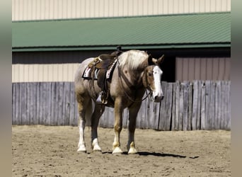 Belga da Tiro, Castrone, 4 Anni, 168 cm