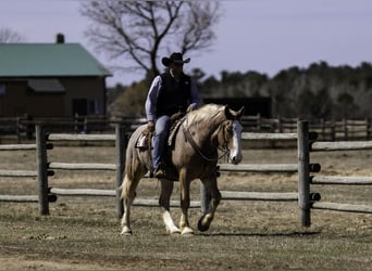 Belga da Tiro, Castrone, 4 Anni, 168 cm