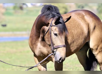 Belga da Tiro Mix, Castrone, 4 Anni, 173 cm, Pelle di daino