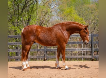 Belga da Tiro Mix, Castrone, 4 Anni, Sauro ciliegia