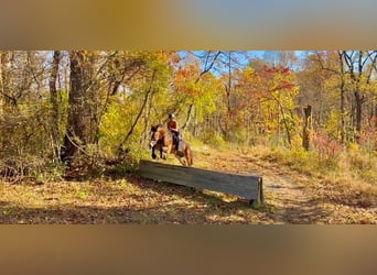 Belga da Tiro Mix, Castrone, 5 Anni, 163 cm, Baio ciliegia
