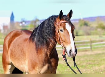 Belga da Tiro Mix, Castrone, 5 Anni, 163 cm, Baio ciliegia