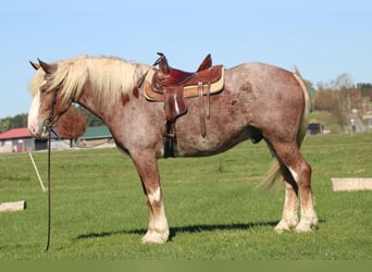 Belga da Tiro Mix, Castrone, 5 Anni, 173 cm, Roano rosso