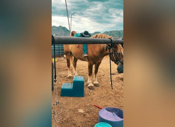 Belga da Tiro, Castrone, 5 Anni, 173 cm, Sauro ciliegia