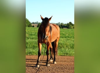 Belga da Tiro Mix, Castrone, 5 Anni, Baio ciliegia