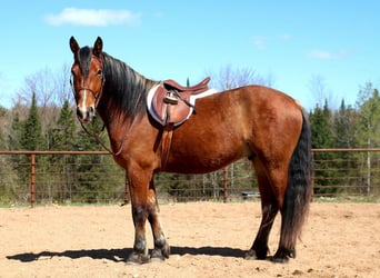 Belga da Tiro Mix, Castrone, 5 Anni, Baio ciliegia