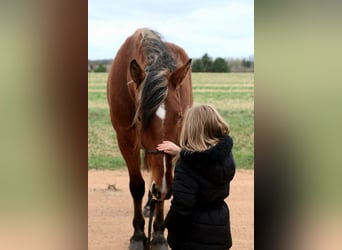 Belga da Tiro Mix, Castrone, 5 Anni, Baio ciliegia