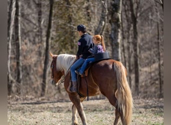 Belga da Tiro Mix, Castrone, 6 Anni, 163 cm, Baio ciliegia