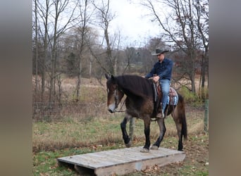 Belga da Tiro Mix, Castrone, 6 Anni, 168 cm, Pelle di daino