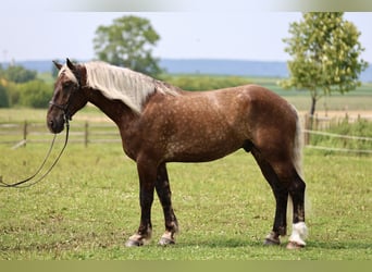 Belga da Tiro Mix, Castrone, 6 Anni, 183 cm