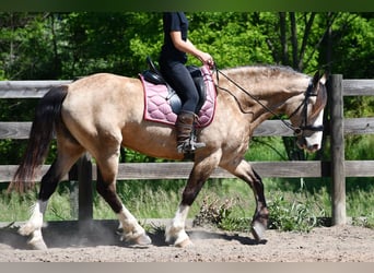 Belga da Tiro Mix, Castrone, 6 Anni, Pelle di daino