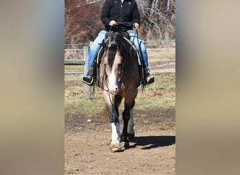 Belga da Tiro Mix, Castrone, 6 Anni, Pelle di daino