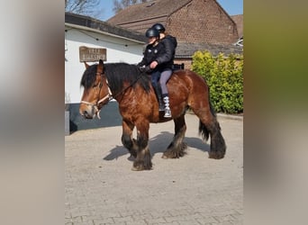 Belga da Tiro Mix, Castrone, 7 Anni, 162 cm, Baio