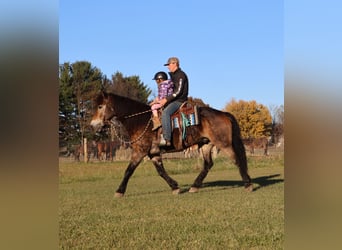 Belga da Tiro Mix, Castrone, 7 Anni, 168 cm, Pelle di daino