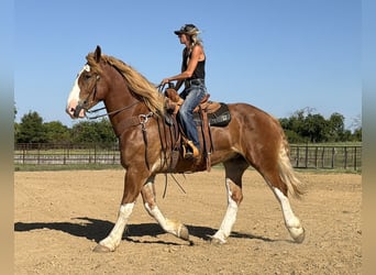 Belga da Tiro, Castrone, 7 Anni, Sauro ciliegia