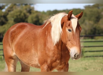 Belga da Tiro, Castrone, 8 Anni, 163 cm, Sauro ciliegia