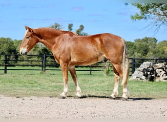 Belga da Tiro, Castrone, 8 Anni, 163 cm, Sauro ciliegia