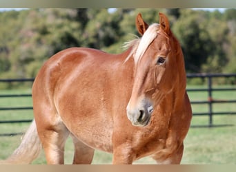 Belga da Tiro, Castrone, 8 Anni, 163 cm, Sauro ciliegia