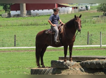 Belga da Tiro Mix, Castrone, 8 Anni, 163 cm, Sauro scuro