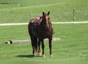 Belga da Tiro Mix, Castrone, 8 Anni, 163 cm, Sauro scuro