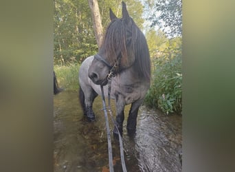 Belga da Tiro, Castrone, 8 Anni, 175 cm, Leardo