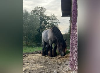 Belga da Tiro, Castrone, 8 Anni, 176 cm, Leardo