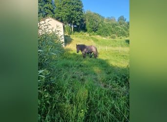 Belga da Tiro, Castrone, 8 Anni, 176 cm, Leardo