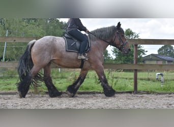 Belga da Tiro, Giumenta, 15 Anni, 157 cm, Baio roano