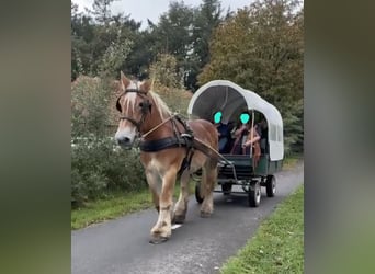 Belga da Tiro, Giumenta, 17 Anni, 170 cm, Sauro